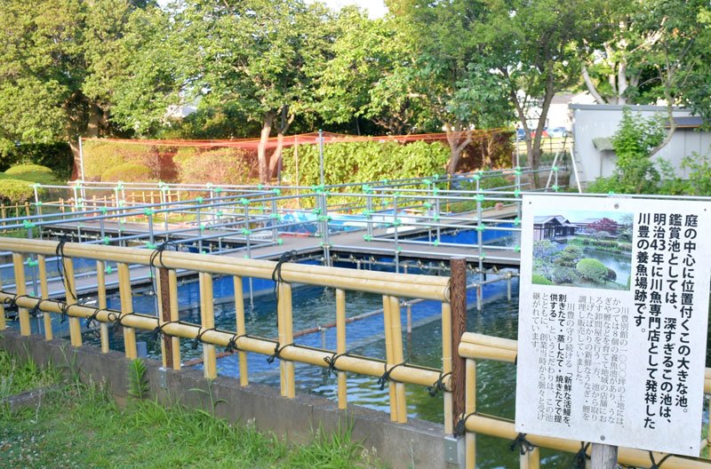 再び“成田産”ウナギを　創業時の養魚池で挑戦　老舗川豊