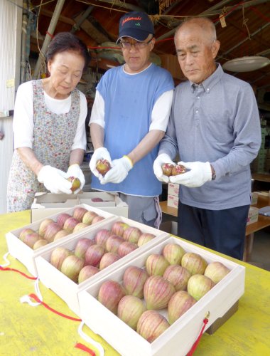 出荷する「姉崎いちじく」を選果する相川さん一家＝１４日、市原市姉崎