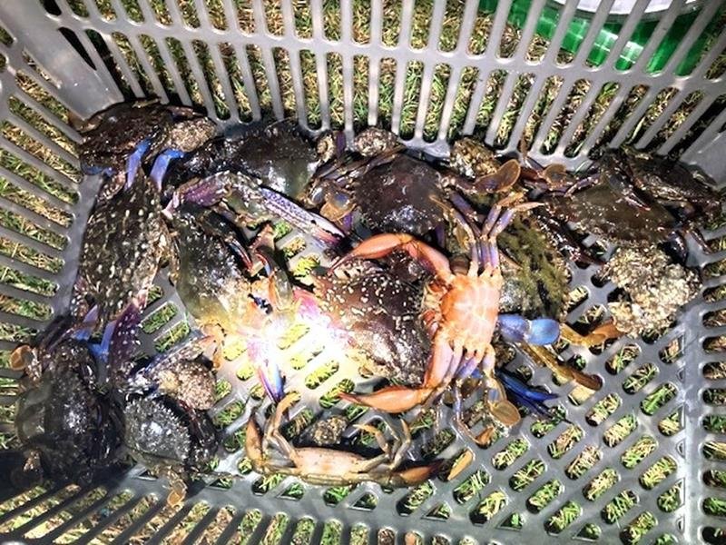 ワタリガニ、遊漁者採捕を禁止へ　木更津金田・牛込沖　外国人急増受け９～１１月夜間