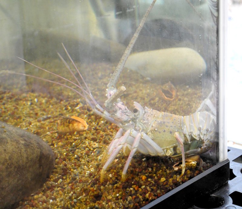 千葉県立中央博物館分館「海の博物館」の水槽で飼育観察する白い伊勢エビ。８月２９日にいすみ市・大原漁港で水揚げされた＝勝浦市
