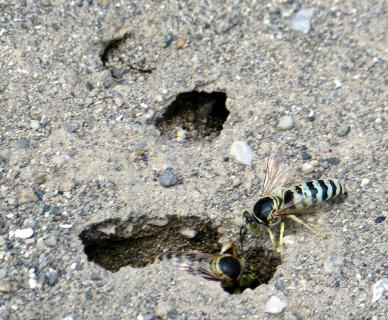 公園の砂場に穴を掘り営巣するニッポンハナダカバチ＝７月ごろ、市原市内（板橋さん提供）
