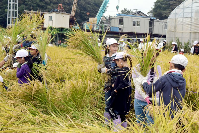 稲刈りに挑戦する高根小の児童たち＝９日、船橋市