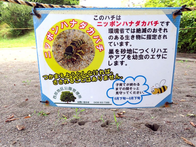 市原・青葉台に絶滅危惧種ハチ　公園の砂場で営巣、子育て　住民と市が見守り　ニッポンハナダカバチ