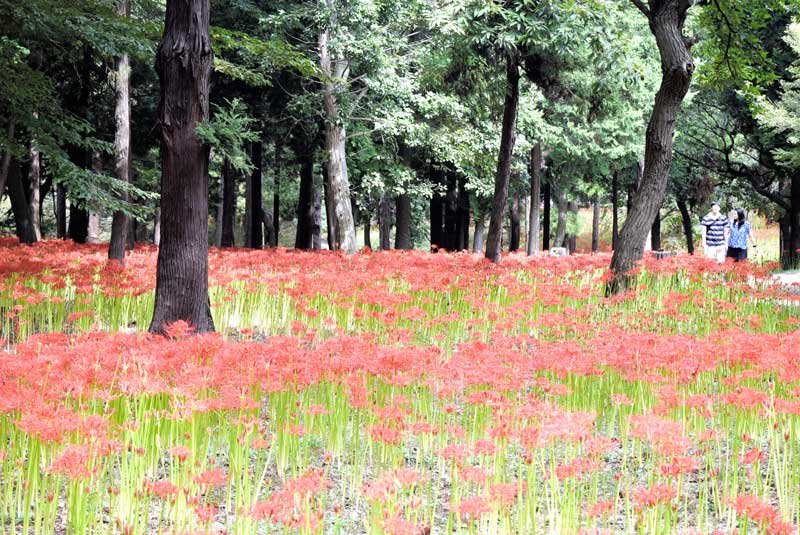 深紅の絨毯のように咲き広がるヒガンバナ＝２２日、八千代市の村上緑地公園