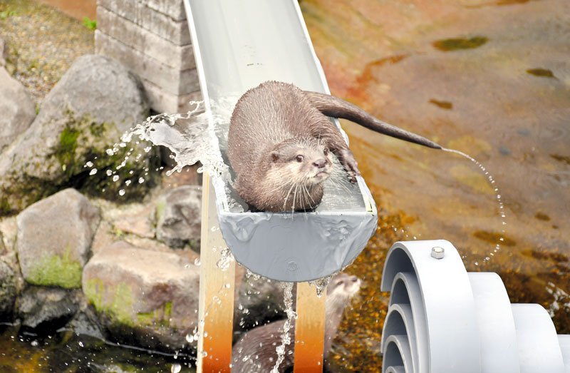 市川市動植物園で長らく途絶えていた「流しカワウソ」が待望の復活を果たした。水が流れるパイプに入って自由気ままに遊ぶ姿が来園者を魅了している＝同市