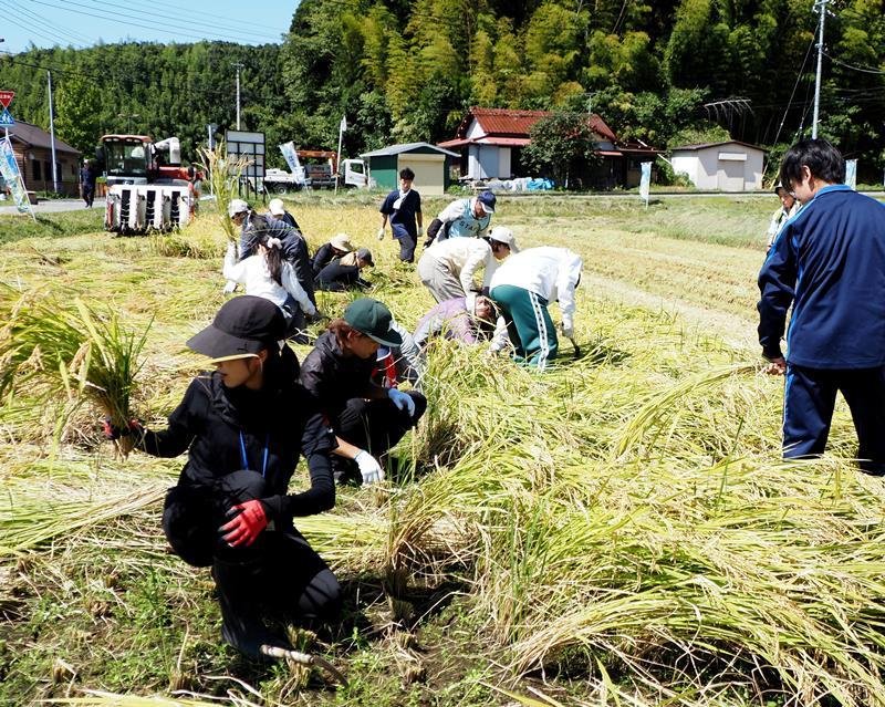 稲刈りを体験する立正大生＝君津市