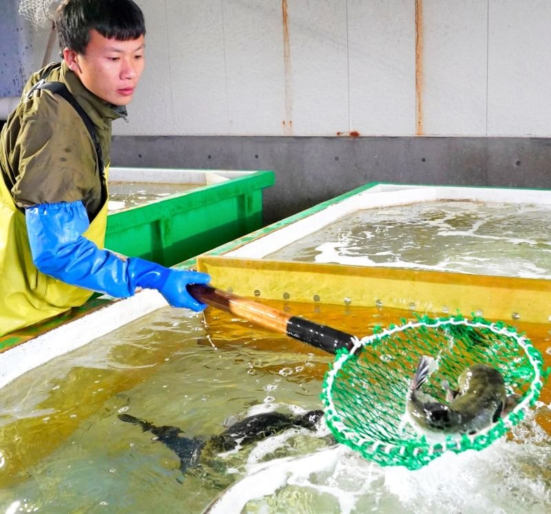 トラフグ今季初水揚げ　２１８キロ、高級魚シーズン到来　いすみ・大原漁港