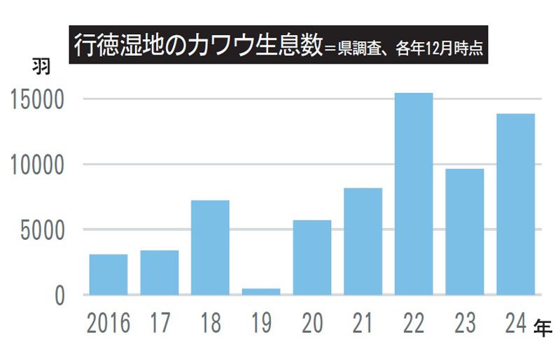 カワウ繁殖抑制へ実験　市川の行徳湿地　一大生息地に　昨冬１万３８４３羽　専門家「増えすぎ」