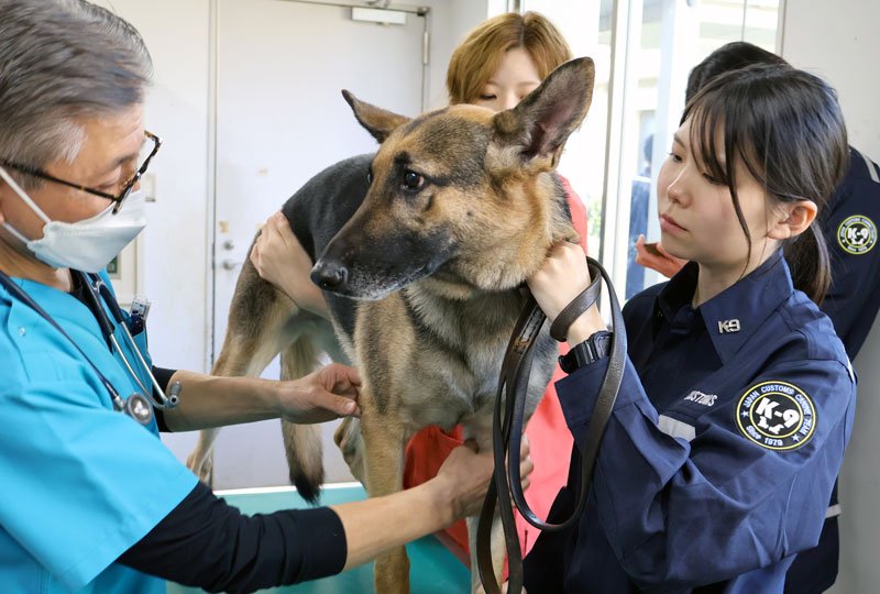 ハンドラー（右）に見守られながら健康診断を受ける麻薬探知犬＝成田市