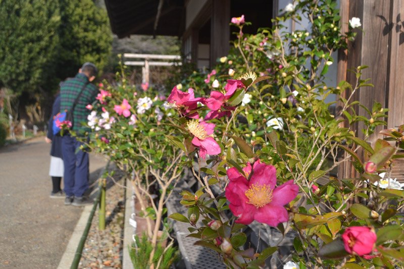 多彩なサザンカを紹介している特別企画「冬の華・サザンカ」の会場。香りが強い品種もあり、甘い香りも楽しめる＝佐倉市の国立歴史民俗博物館くらしの植物苑