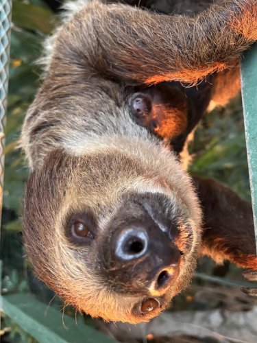 母親のテラスにしがみつく赤ちゃん（千葉市動物公園提供）
