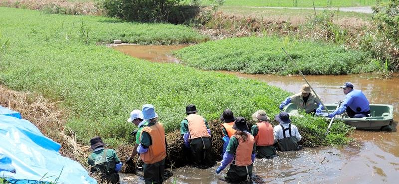 水面を覆うように繁殖するナガエツルノゲイトウ＝２０２４年８月、佐倉市
