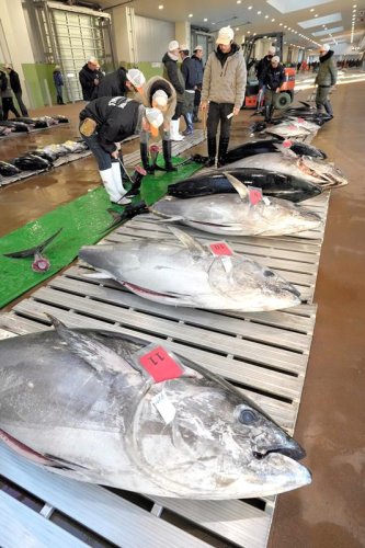 初物マグロずらり　新春の銚子漁港に活気