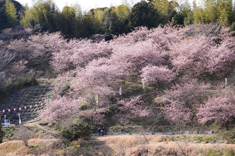 山の斜面を明るいピンク色に染める河津桜＝２２日、いすみ市

