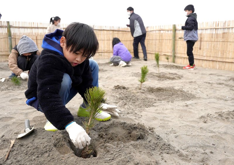 クロマツの苗木を植える小学生＝旭市井戸野
