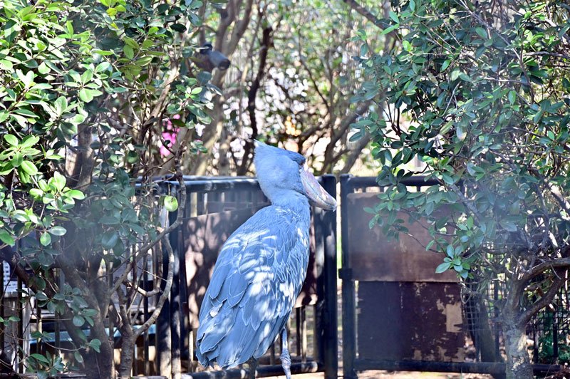 ハシビロコウの「しずか」＝２月２３日、千葉市動物公園
