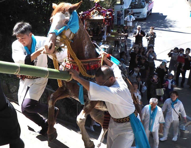 人見神社の鎮座する山の麓の石段を男衆とともに一気に駆け上がる神馬＝２０２５年７月２０日、君津市