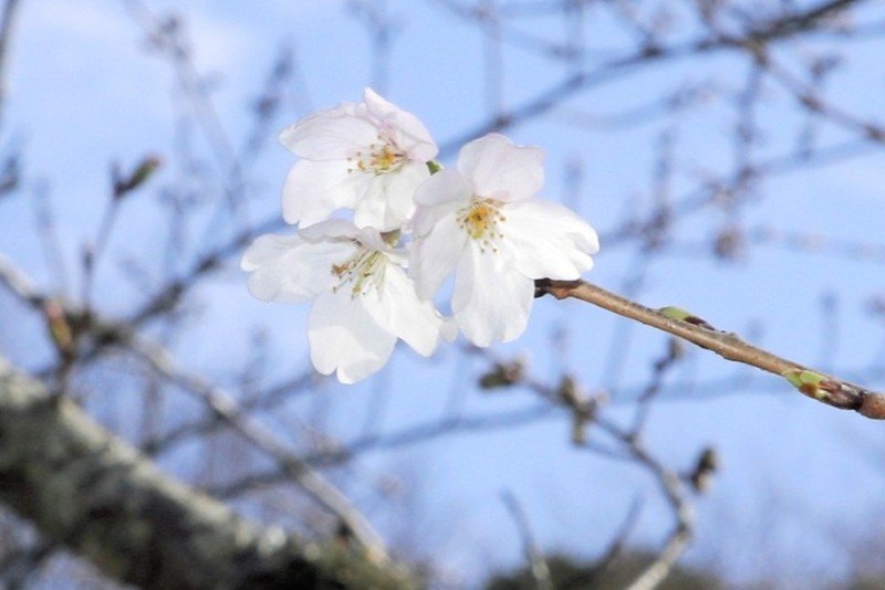 開花が宣言された城山公園の桜＝１９日、館山市