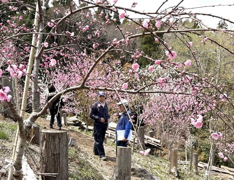 オープンした「桃源郷ハイキングコース」。見頃を迎えた花桃をはじめ、豊かな自然を楽しめる＝木更津市