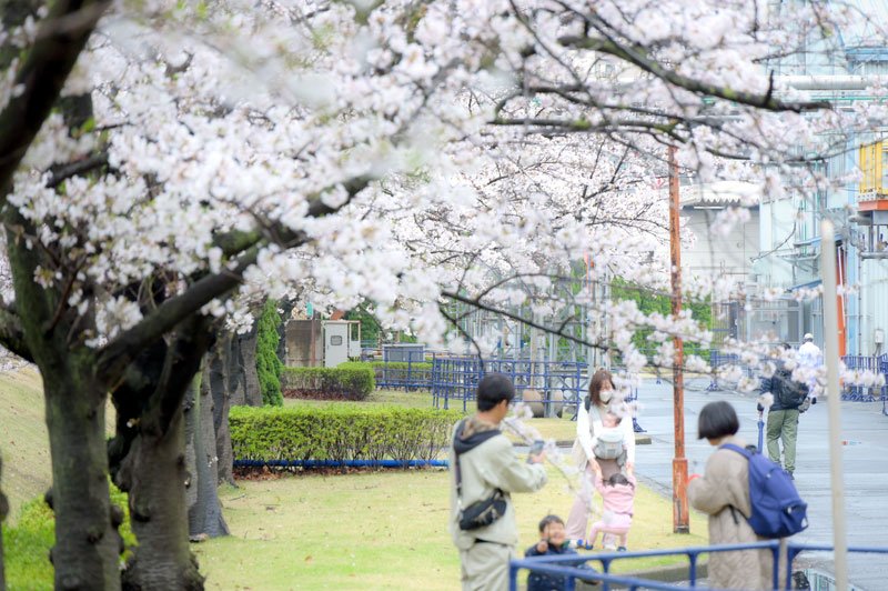 開放された敷地で桜を楽しむ来場者＝４日、千葉市中央区
