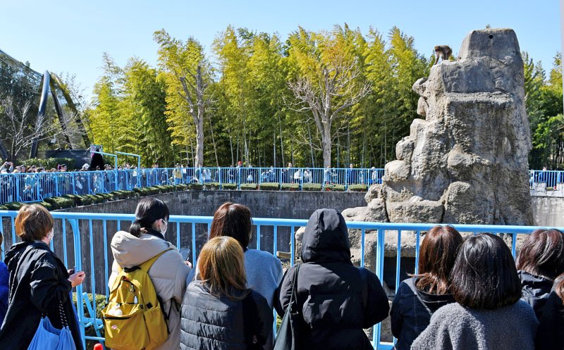 市川市動植物園のサル山＝３月上旬