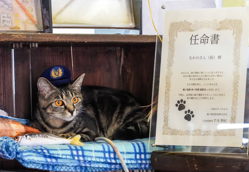 猫駅長に就任した「なかのさん（仮）」＝９日、銚子市の銚子電鉄仲ノ町駅