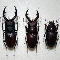 頭が「雄」　胸以下は「雌」　珍しいクワガタ採集、標本化　来月６日から房総のむらで展示