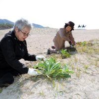 広がれ月見草の花畑　町民３０人が１０００株植栽　御宿