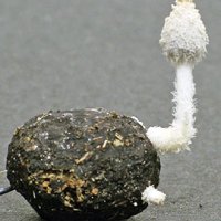 エゾシカのふんから…　新種のきのこ発見　廃棄物処理に応用も　千葉県中央博・吹春俊光主任上席研究員