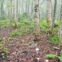 新種のキノコが見つかった森＝２０１１年９月、北海道苫小牧市