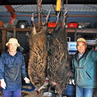 ３日連続大イノシシ捕獲　８５キロ級「珍しい」　大多喜の小林さん