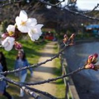 桜まつり開幕　千本の桜、湖畔彩る　東金