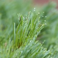 ３０００年に１度、優曇華の花？　市原で話題、正体は…