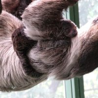ナマケモノが〝超高齢出産〟　２５年ぶり赤ちゃんに驚き　千葉市動物公園