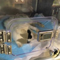 猫６匹、体内に鉛塊　長期間撃ち込み虐待か　千葉ポートパーク