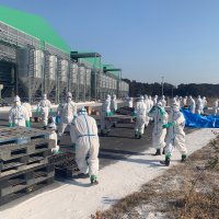 多古で鳥インフル、１１５万羽殺処分へ 　県内７例目、森田知事「緊急事態」　処分累計、県内産卵鶏３割に