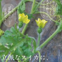 富里スイカの旬知って　市がＰＲポスター　収穫時期は月末～６月
