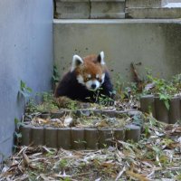 【子ども新聞　週刊ちばにち家】　風太おかえり！　５カ月ぶり“再会”　千葉市動物公園　（２０２１年５月２０日号）