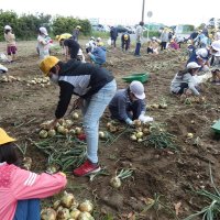 力合わせタマネギ掘り　白子・白潟小