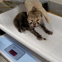 【写真複数あり】すくすく成長　チーターの赤ちゃん６頭、かわいらしい姿を特別公開！　千葉市動物公園