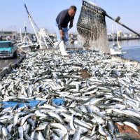 旬の「入梅イワシ」、銚子漁港で続々と水揚げ　豊漁、港に活気　「脂乗って身丸く」