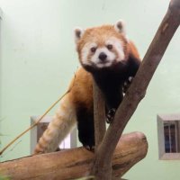 【動画・写真特集】愛嬌たっぷりレッサーパンダ 　キリンも新たに仲間入り！　かわいい姿を特別公開　千葉市動物公園