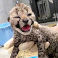 チーターの赤ちゃん（千葉市動物公園提供）