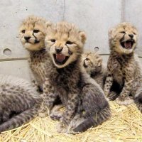 【写真複数あり】苦労乗り越え赤ちゃん６頭誕生　コロナ禍影響も　千葉市動物公園・チーター来園１年ルポ