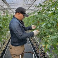 トマトを収穫する従業員（花いちご提供）