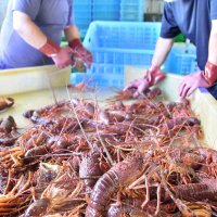 伊勢エビ漁解禁で今季初水揚げ　いすみ・大原漁港に大ぶり並ぶ