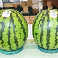 富里市で８～９月ごろに出荷される秋作スイカ