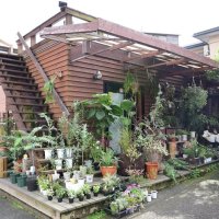 落ち着いた雰囲気の外観。観葉植物の品ぞろえを増やしている

