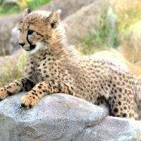 【動画あり】六つ子のチーター大きくなったよ　愛らしい姿お披露目　千葉市動物公園　２７日一般公開