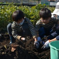 サツマイモ、枝豆、落花生、サトイモ…　秋の実り　児童ら感謝　収穫イベントに１７０人　佐倉・根郷小まち協議会
